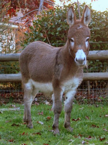 Clovercrest  Satchmo at Ecclestone Valley Miniatures in Tasmania.